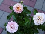 RoseMarieCurie1.JPG
