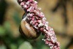 IQ3M7032_11-07-2010_Weinbergschnecke_auf-Knoeterichbluete.JPG