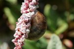 IQ3M7052_11-07-2010_Weinbergschnecke_auf-Knoeterichbluete.JPG