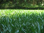 IMG_2003.jpg