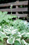 IQ3M7150_15-07-2010_Hosta-4.JPG