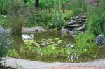 Teich 22.07.10 003.jpg