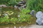 Teich 22.07.10 001.jpg