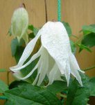 clematis_white_swan.jpg