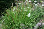IQ3M7237_23-07-2010_Sibirische Iris.JPG