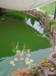 teich1.jpg
