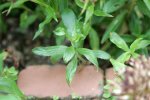 IQ3M7281_25-07-2010_zottiges-Weidenroeschen_klein.JPG