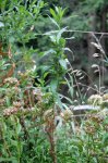 IQ3M7282_25-07-2010_zottiges-Weidenroeschen_mittel.JPG