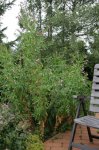 IQ3M7284_25-07-2010_zottiges-Weidenroeschen_groß.JPG