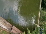 teich3.JPG