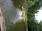 teich4.JPG