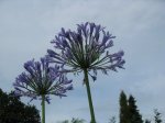 Agapanthus-blau.JPG