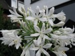 Agapanthus-weiss.JPG