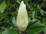 Magnolia grandiflora.JPG
