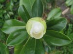 Magnolia grandiflora02.JPG