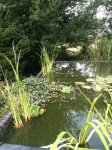 TEICH NEU2.JPG