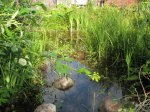 20100729_0114 a.jpg 20100729_0114 a.jpg