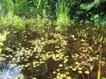 20100729_0115a.jpg 20100729_0115a.jpg