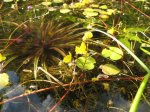 20100729_0116a.jpg 20100729_0116a.jpg