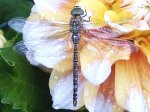 libelle2.JPG