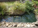 Teich.JPG