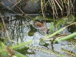 Frosch.JPG