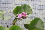 Seerose.jpg