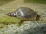 Schnecke1.jpg