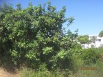 IMG_8866.JPG