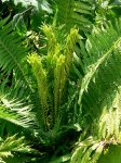Fertile wedel 1.jpg