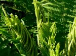 fertile wedel2.jpg