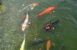 koi4.jpg