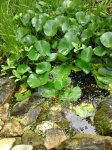 teich mit pünktchen small.jpg