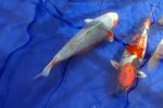 DSC04734.JPG