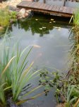 teich 006.jpg