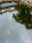 teich 013.jpg