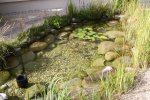 Wasser am 29 8 1.jpg