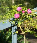 Unbekannte in Nachblüte.jpg