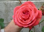 rose01_02092010.jpg