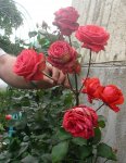 rose02_02092010.jpg