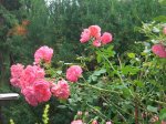 rose03_02092010.jpg