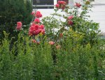 rose04_02092010.jpg