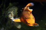 p9.jpg p9.jpg