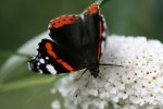 IQ3M8486_12-09-2010_Admiral (Vanessa atalanta).JPG