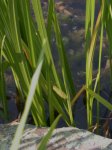 Acorus calamus r.jpg