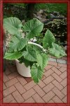 Alocasia.jpg