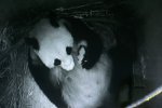 IQ3M8756_16-09-2010_Pandababy.JPG