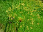 Cyperus papyrus r.jpg