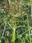 Cyperus longus  r.jpg