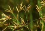 Cyperus longus r.jpg